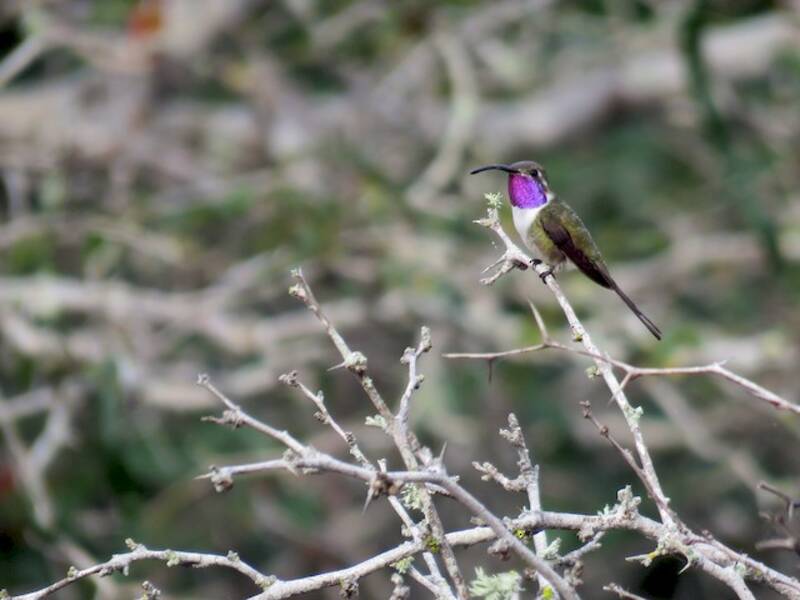 Colibrì coda a forbice messicano, Foto 4