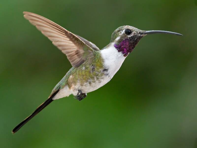 Colibrì coda a forbice messicano, Foto 3