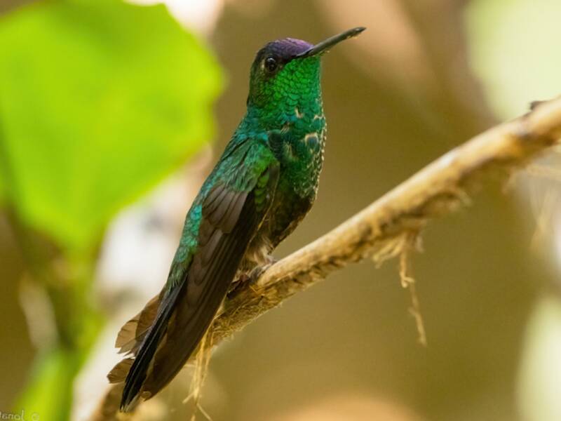 Ninfa mexicana