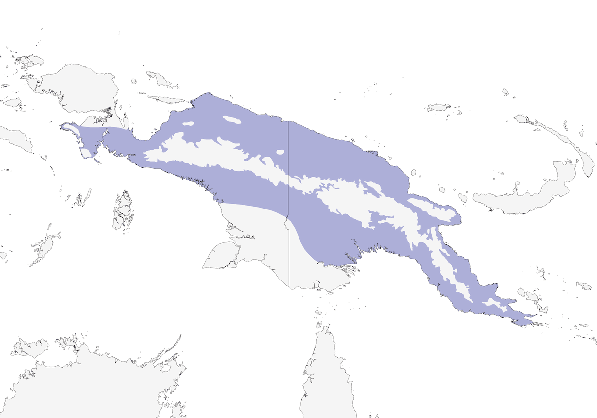 Filemone di Meyer, Distribuzione 1
