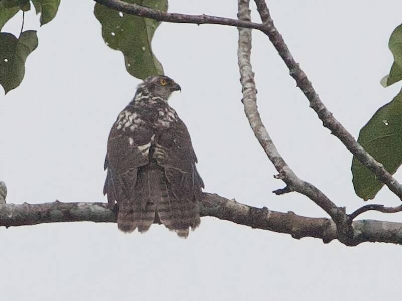 Meyer's Goshawk