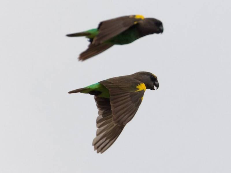 Loro de Meyer