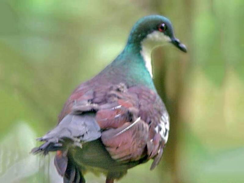 Gallicolombe de Mindoro