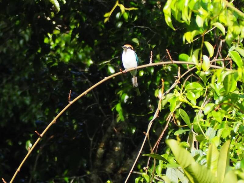 Palau Kingfisher