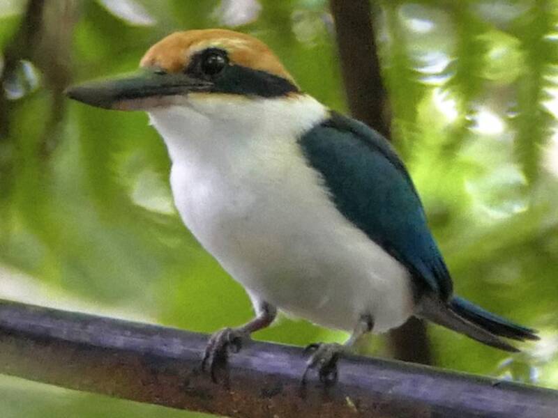 Pohnpei Kingfisher, 照片 4
