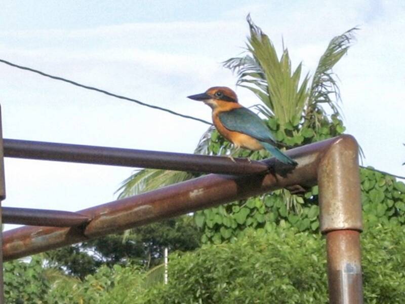 Pohnpei-Eisvogel