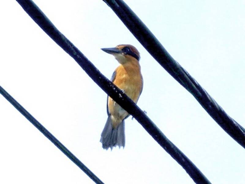 Pohnpei Kingfisher, 照片 2