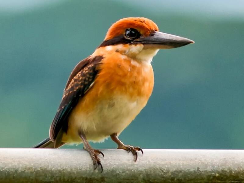 Pohnpei Kingfisher, 照片 3