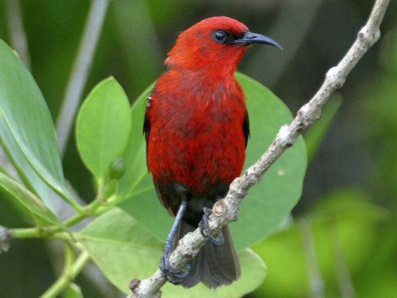 Micronesian Myzomela, Photos 3