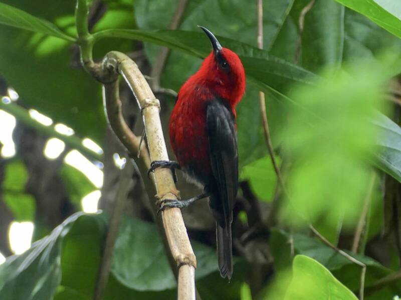 Micronesian Myzomela, Photos 2