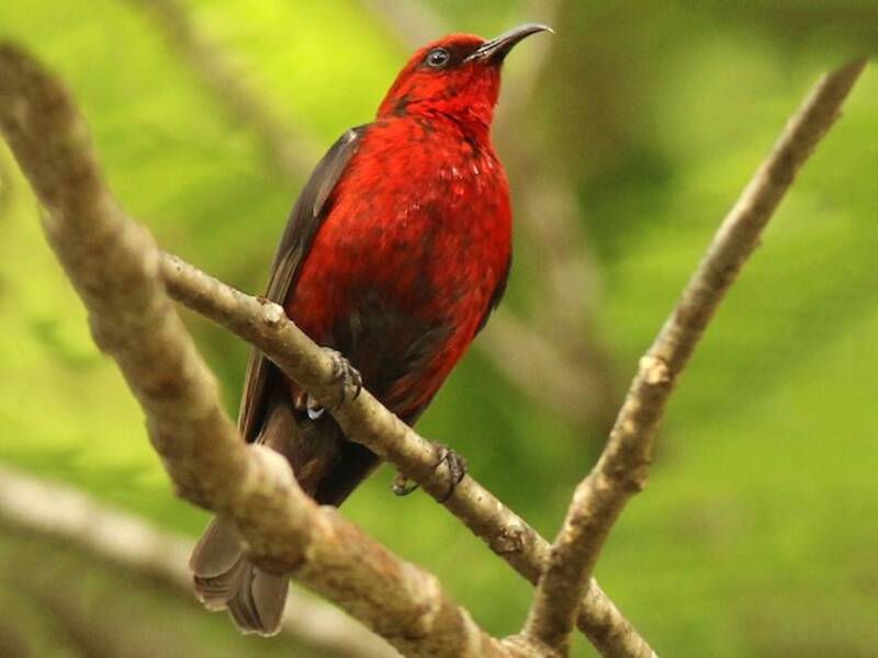 Micronesian Myzomela, Photos 4