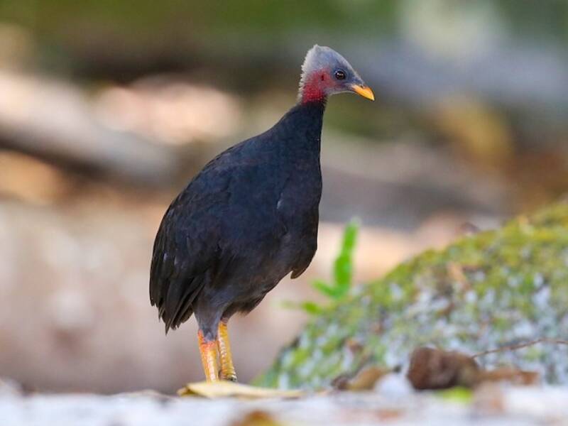 Megapodio di Micronesia, Foto 4