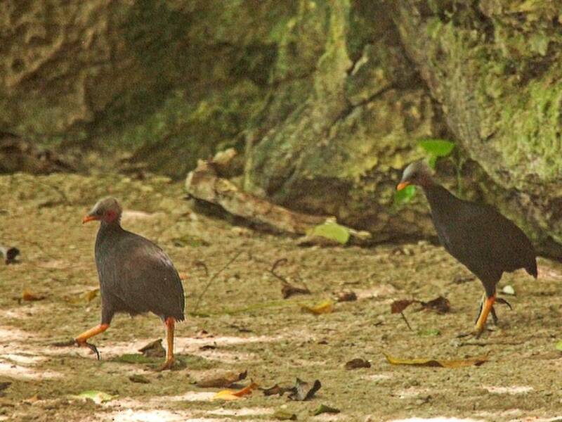 Megapodio di Micronesia