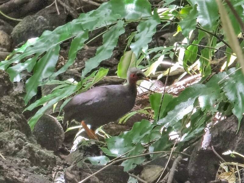 Megapodio di Micronesia, Foto 3