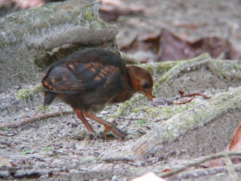 Megapodio di Micronesia, Foto 2
