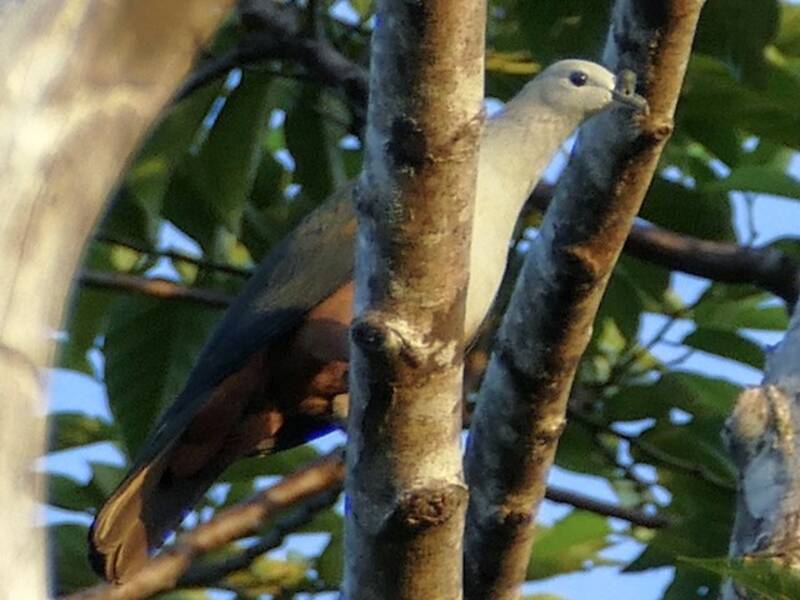 Micronesian Imperial-Pigeon, Photos 3