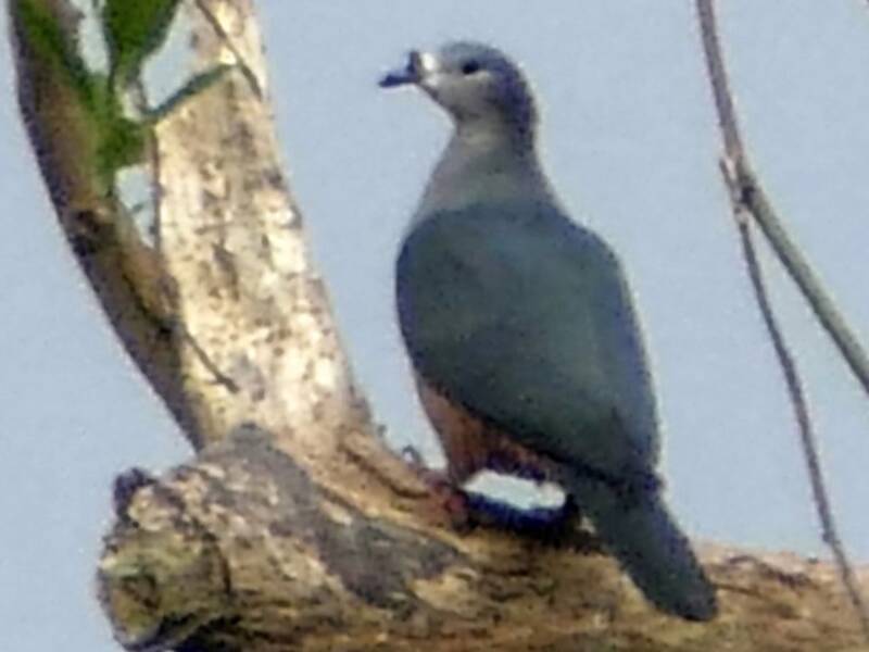 Micronesian Imperial-Pigeon, Photos 2