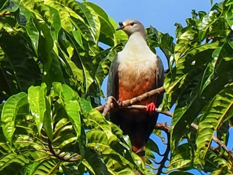 Micronesian Imperial-Pigeon, Photos 4