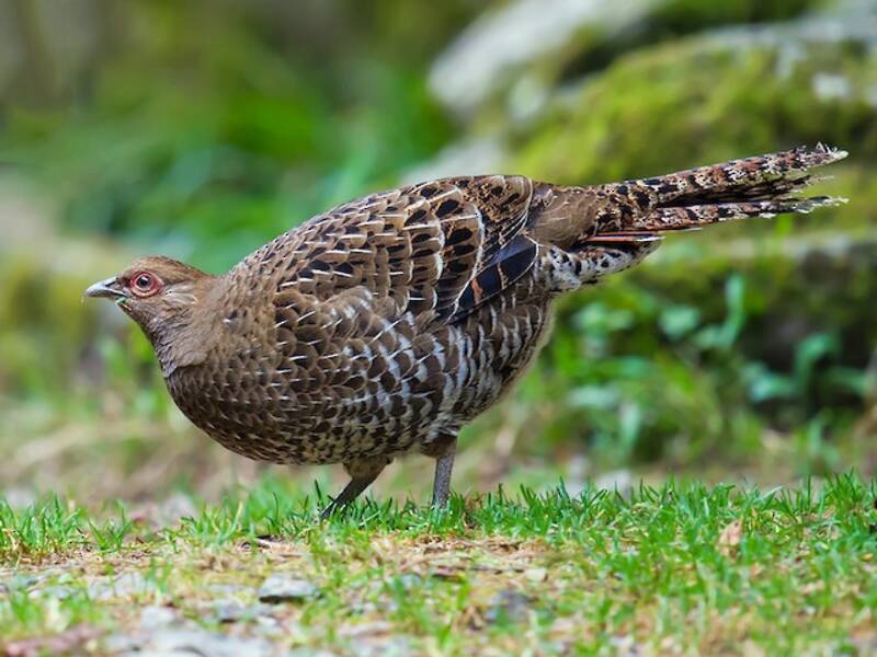 Mikado Pheasant