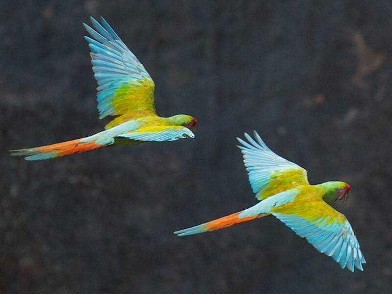 Military Macaw (Ara militaris)