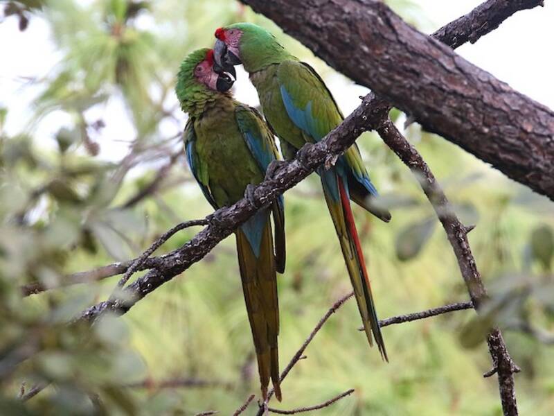 Military Macaw, Photos 2