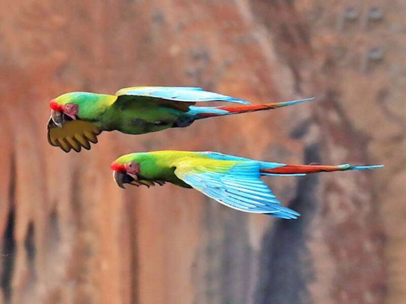 Military Macaw, Photos 4