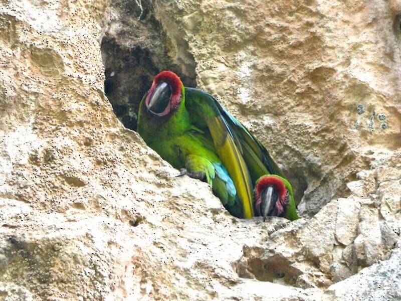 Military Macaw, Photos 3