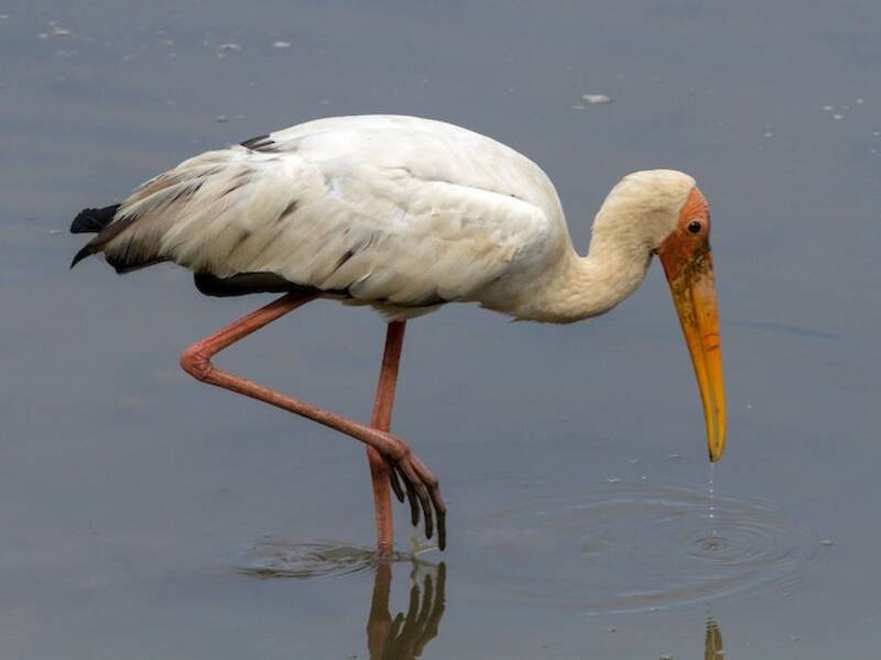 Milky Stork, Photos 4
