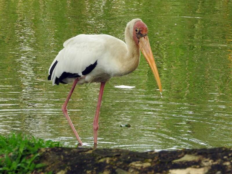 Milky Stork, Photos 3