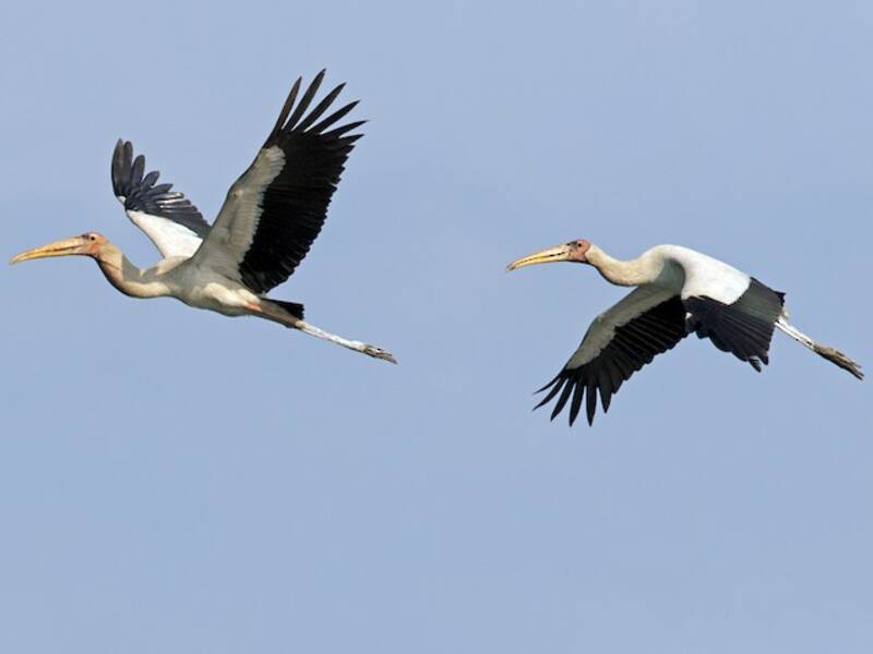 Milky Stork, Photos 2