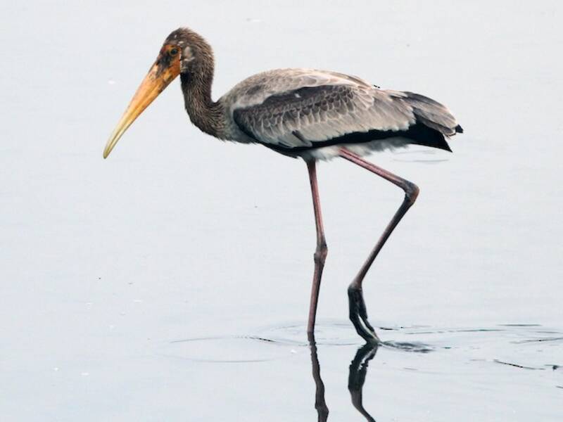 Milchstorch