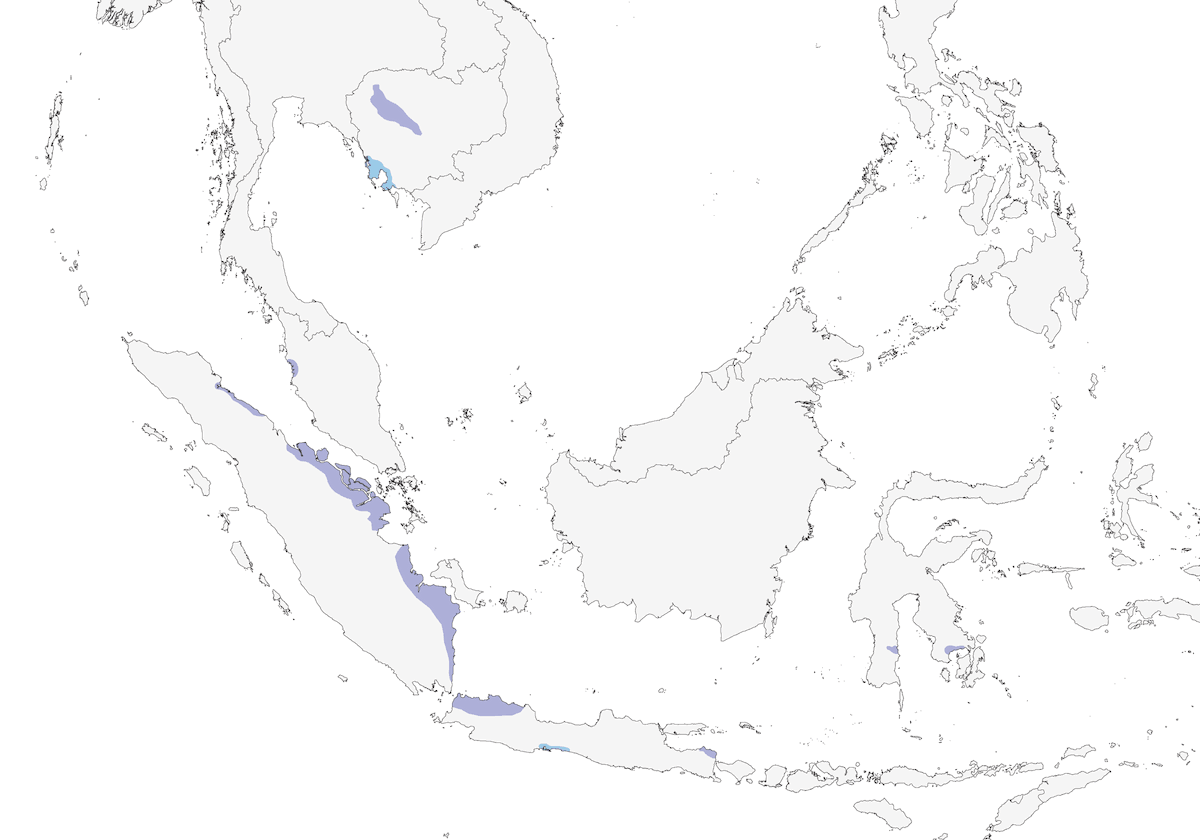 Milky Stork, Distribution 1