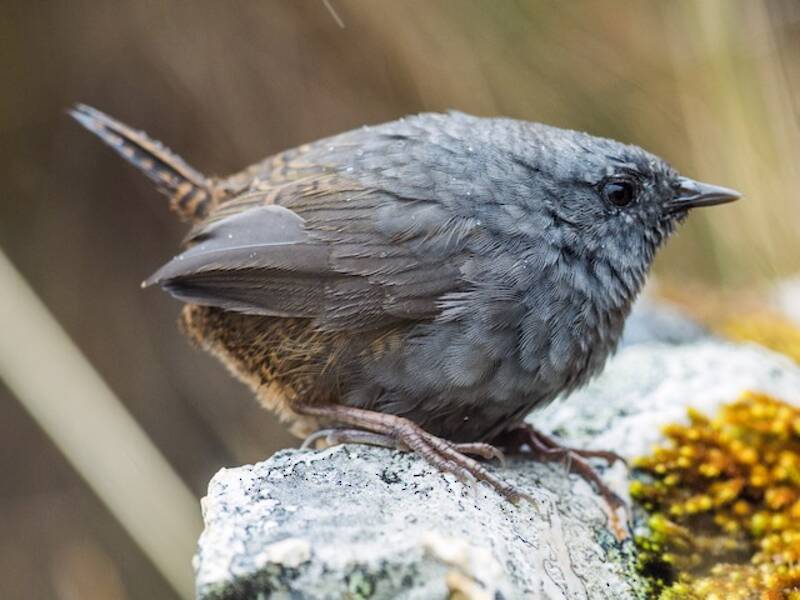 Tapaculo de Jalca