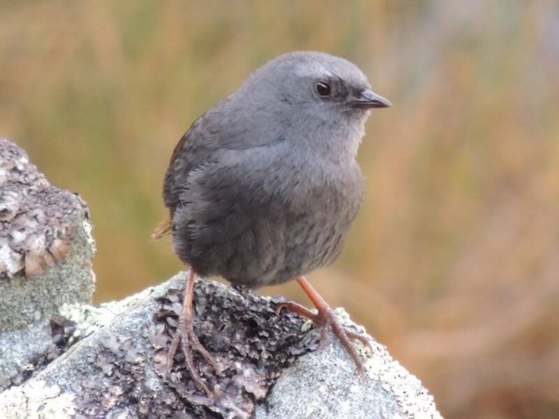 Jalca Tapaculo, Photos 3