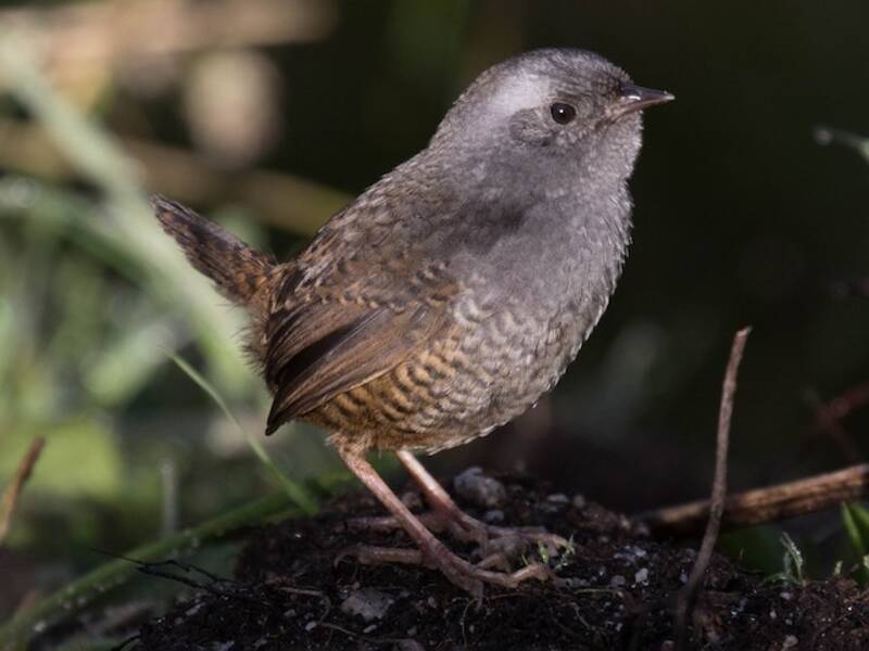 Jalca Tapaculo, Photos 2