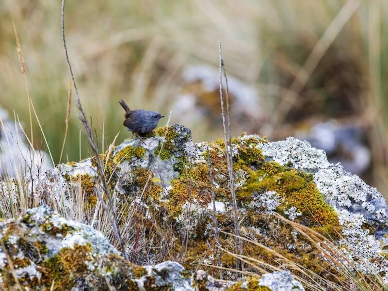Jalca Tapaculo, Photos 4