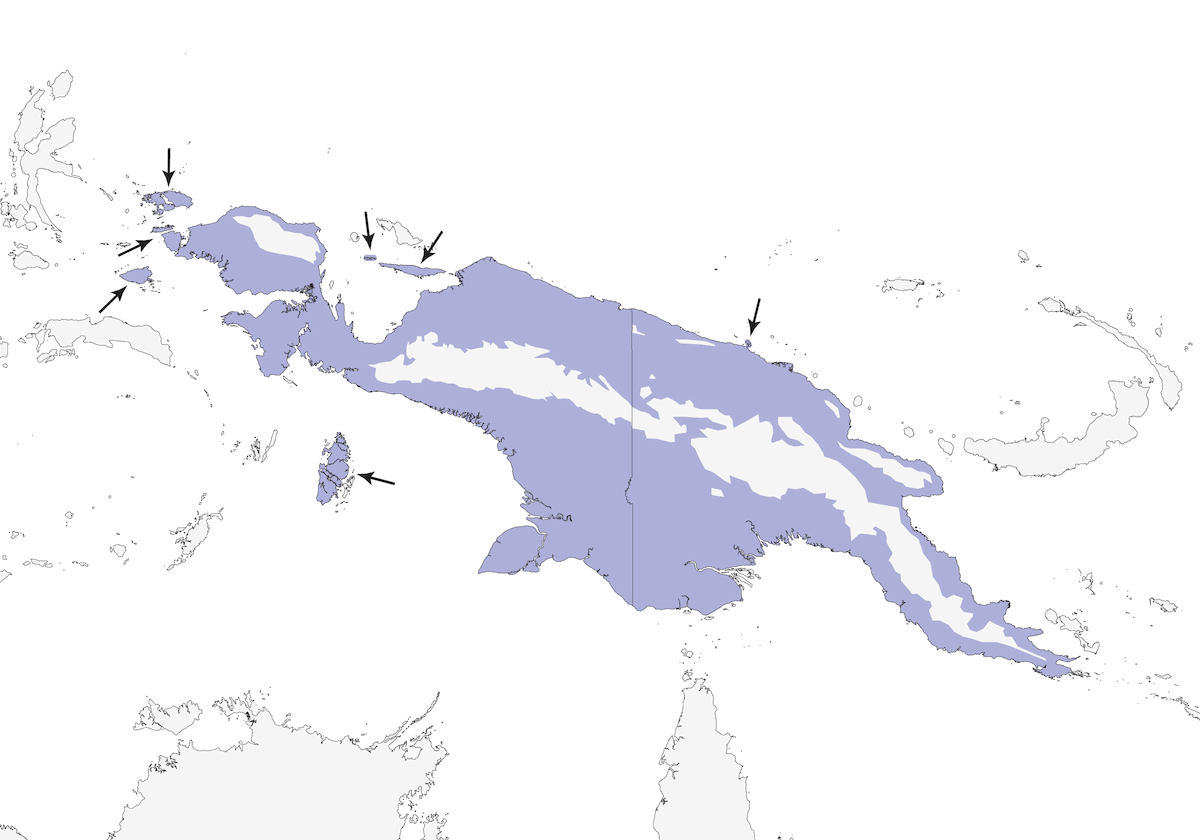 Mielivore imitatore, Distribuzione 1