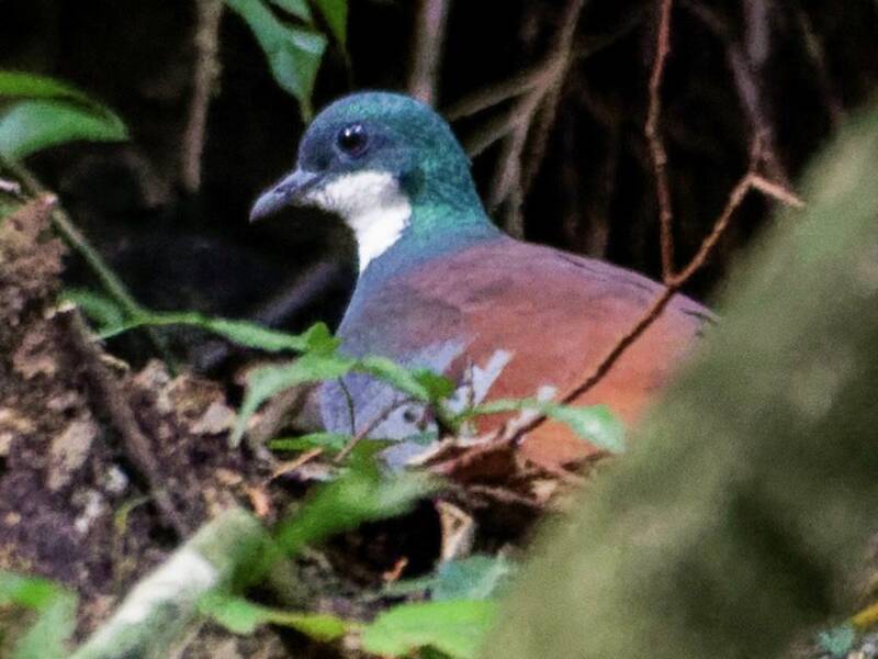 Gallicolombe de Mindanao, Photos 2