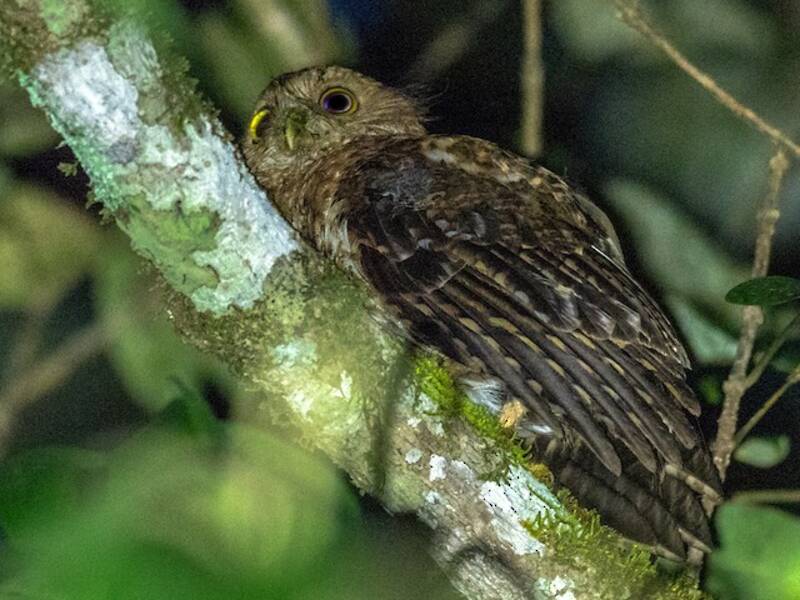 Ninox de Mindanao