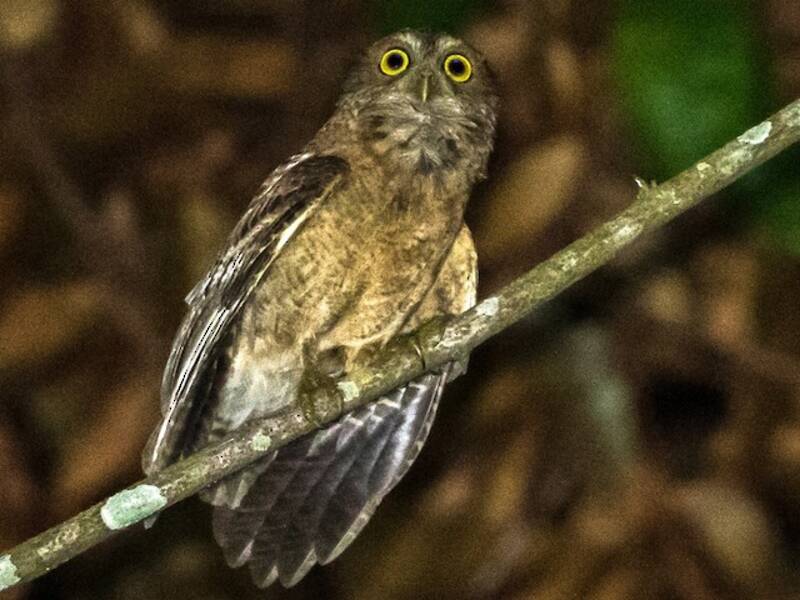 Allocco di Mindoro, Foto 4