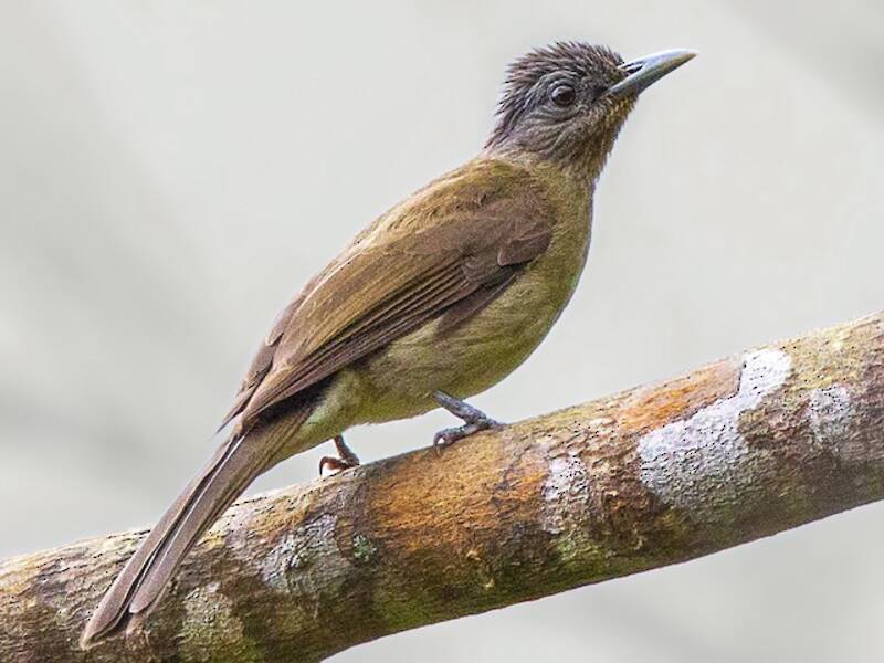 Bulbul de Mindoro, Photos 4