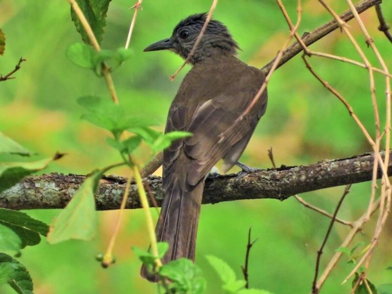 Bulbul de Mindoro, Photos 2