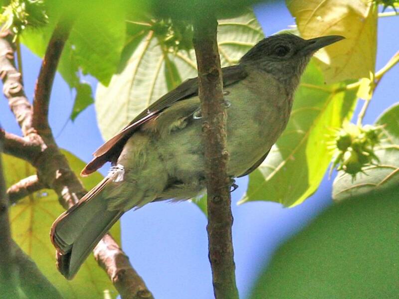 Bulbul de Mindoro, Photos 3