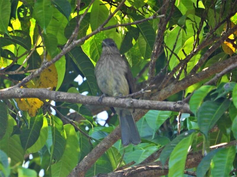 Bulbul de Mindoro