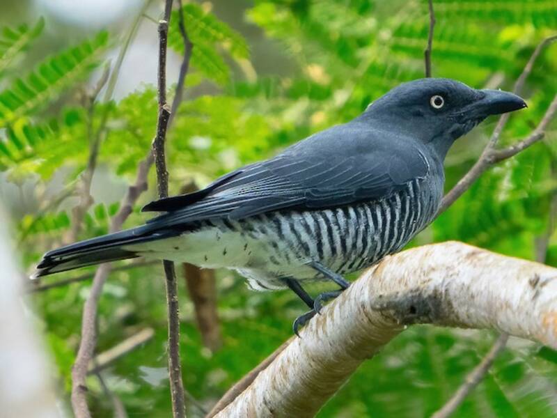 Mindanao Cuckooshrike, Photos 3
