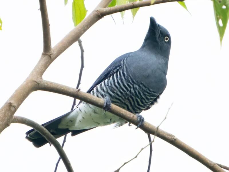 Échenilleur de Mindanao