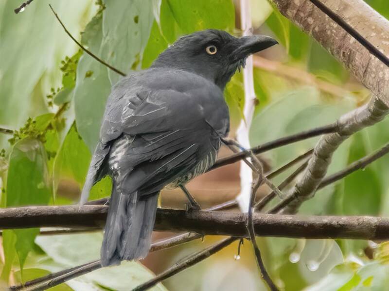 Mindanao Cuckooshrike, Photos 2