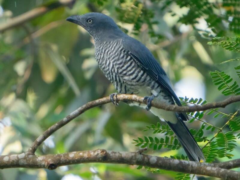 Mindanao Cuckooshrike, Photos 4