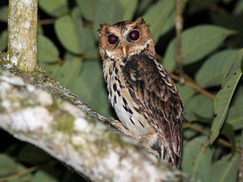 Giant Scops-Owl, Photos 2