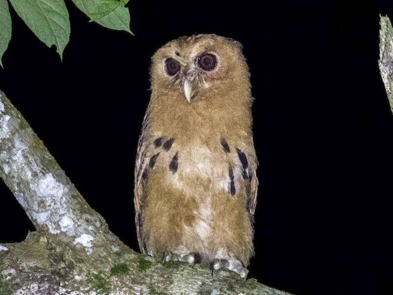 Giant Scops-Owl, Photos 3